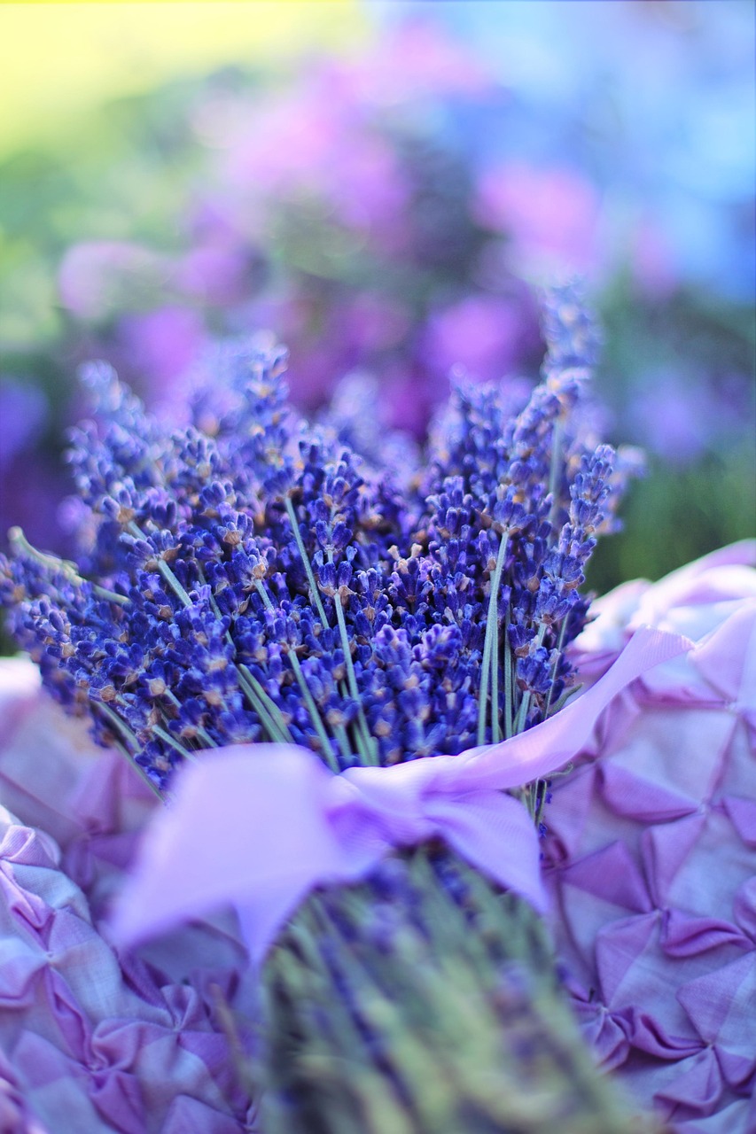 lavender, fresh, flowers, herbal, natural, aroma, healthy, purple, flower background, flower wallpaper, aromatherapy, beautiful flowers, violet, aromatic, summer, nature, blue, blossoms, blooming, green, floral, colorful, lavender, lavender, lavender, lavender, lavender, purple