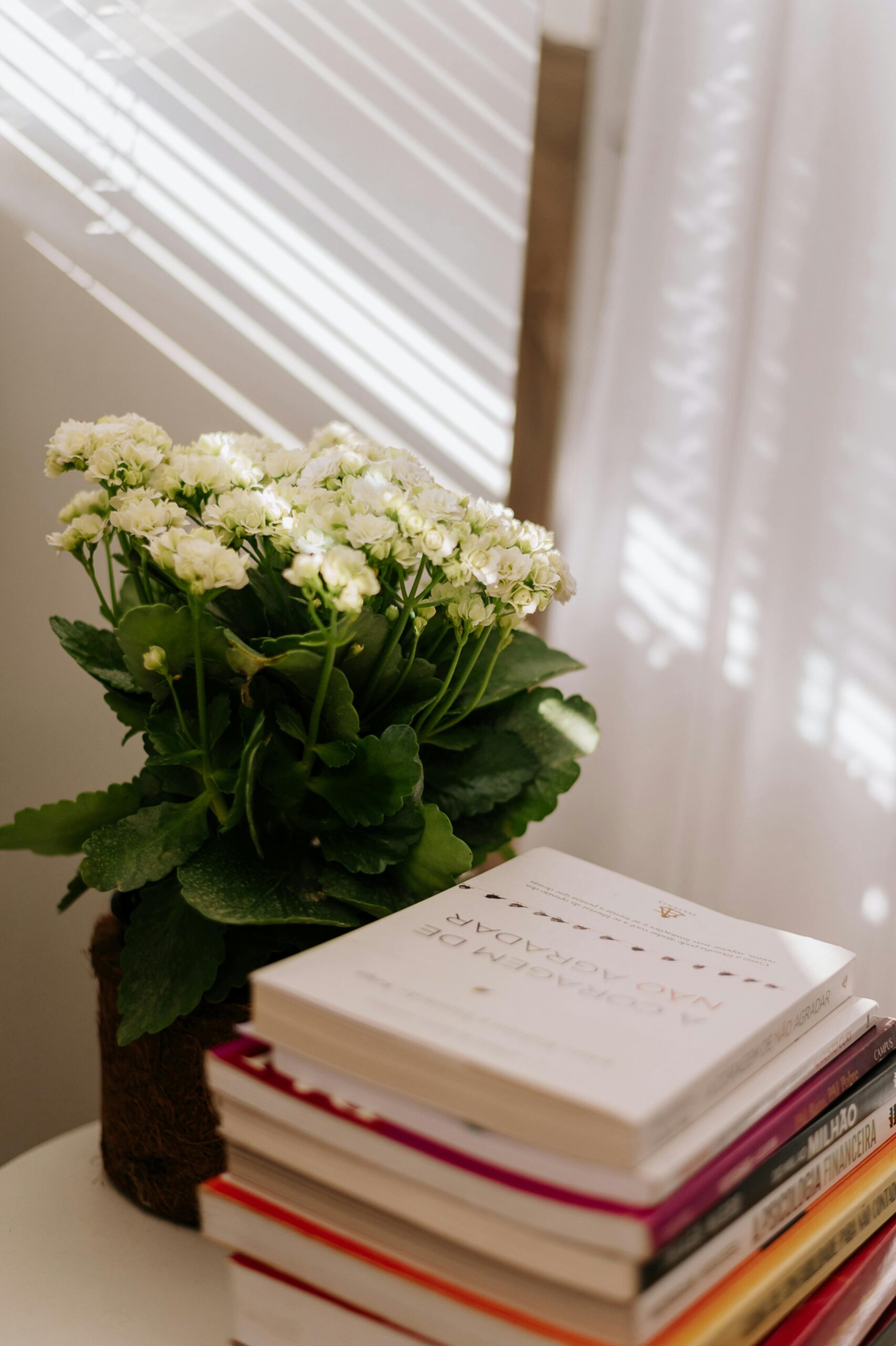 A stack of books and a flower pot with white blooms in soft natural light.