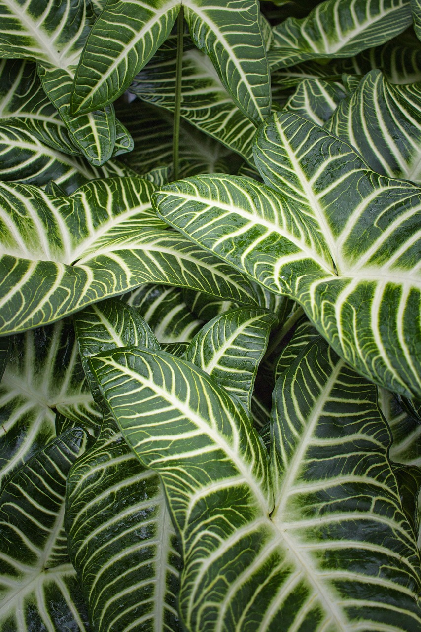 zebra plant, leaves, plant, green leaves, tropical plant, garden, nature, zebra plant, zebra plant, zebra plant, zebra plant, zebra plant, plant