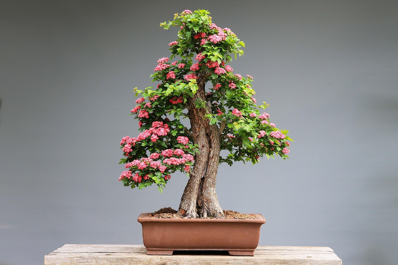 bonsai, díszgalagonya, pink flowers, wood, plant, nature, art, japanese culture, culture, horticulture, bonsai, bonsai, bonsai, bonsai, bonsai