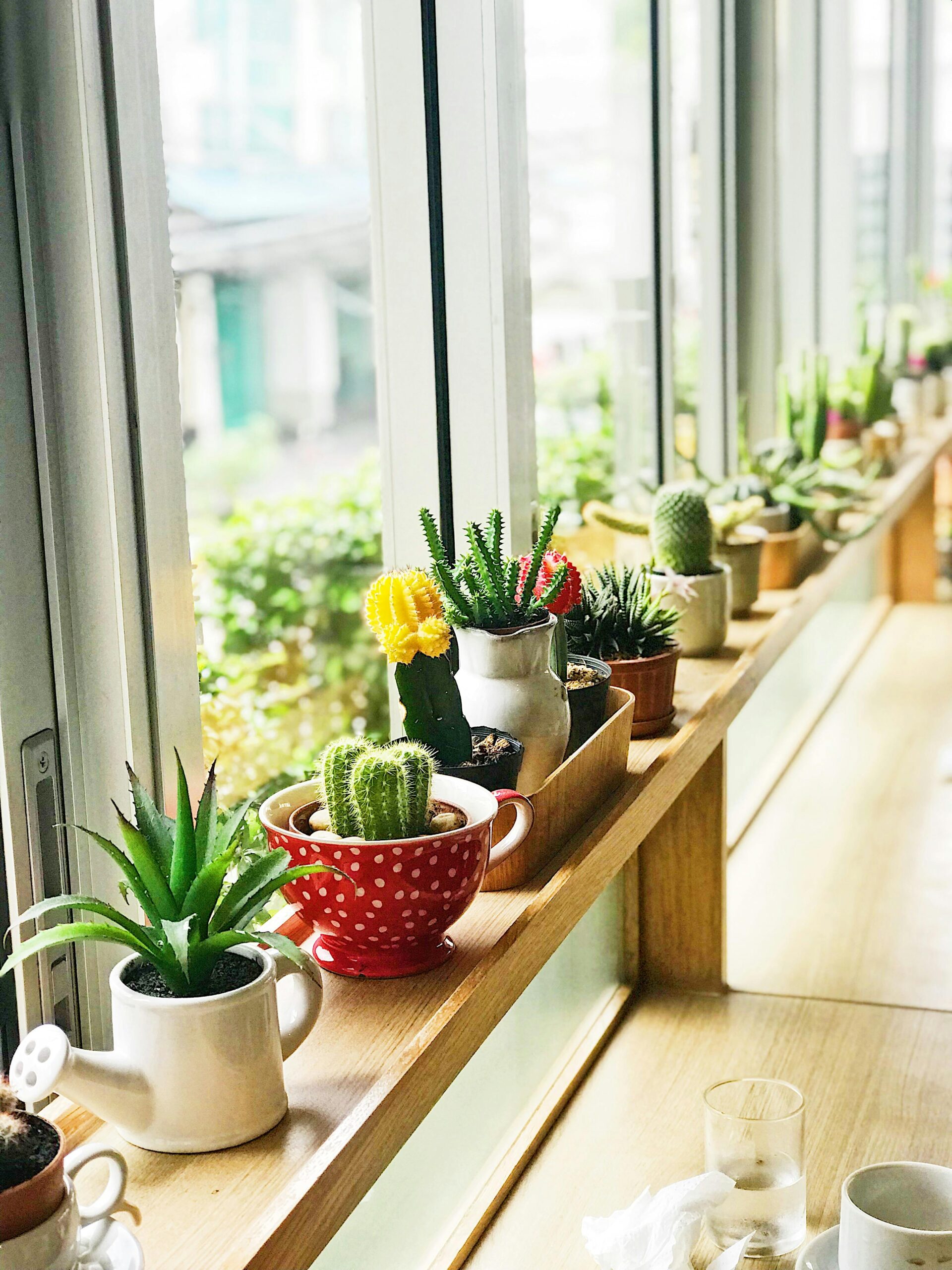 A bright display of cactus and succulents on a windowsill in a Thai cafe.