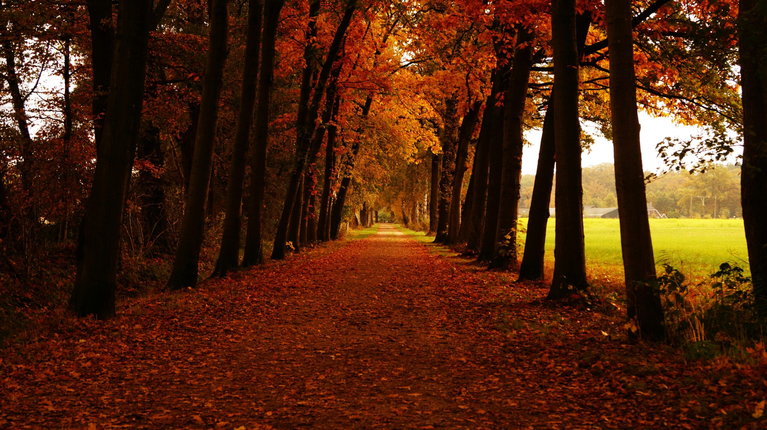 Idyllic autumn pathway surrounded by vibrant maple trees in a tranquil forest setting.