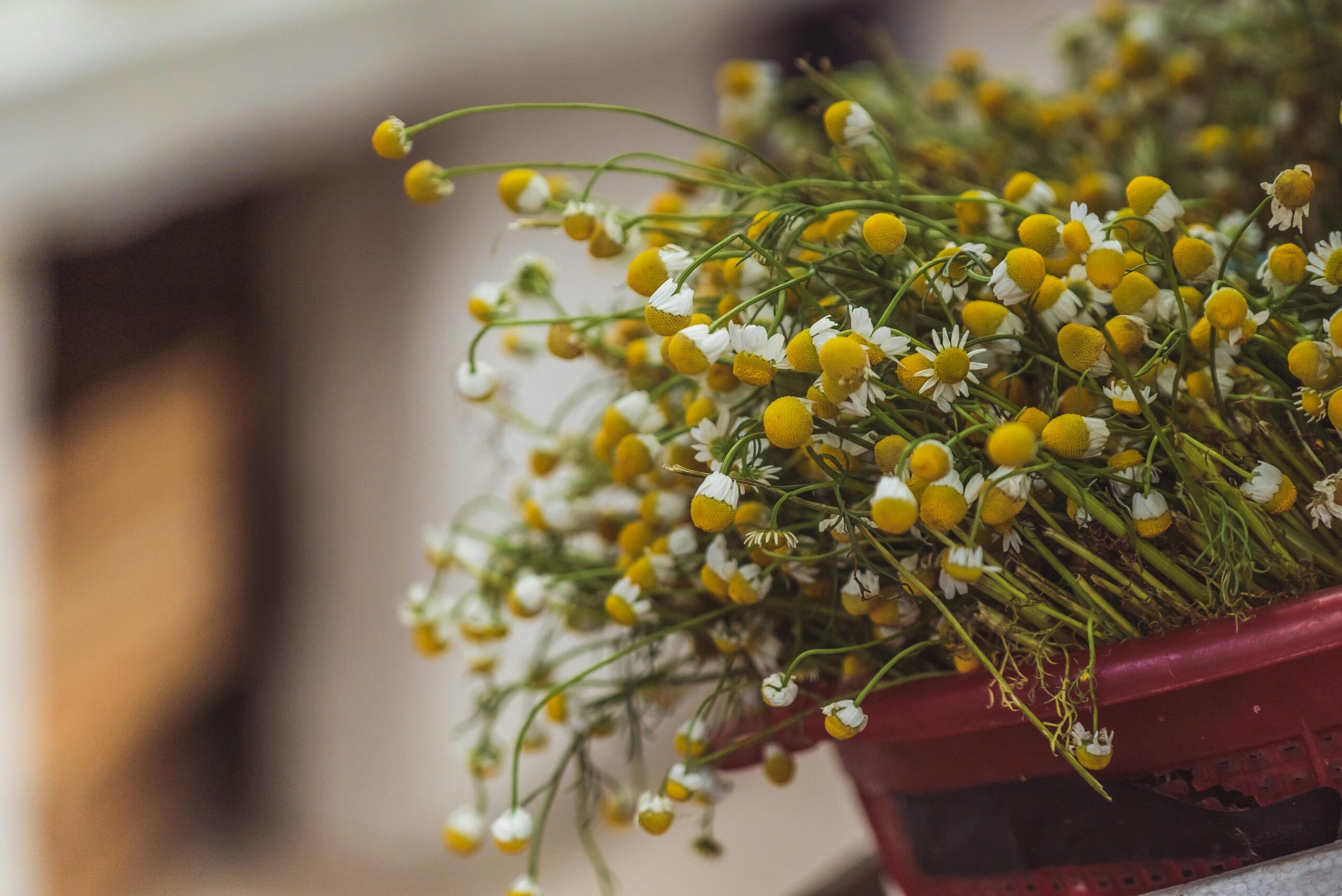 A close-up of chamomile flowers in a basket with vibrant yellow and white petals, perfect for herbal use.