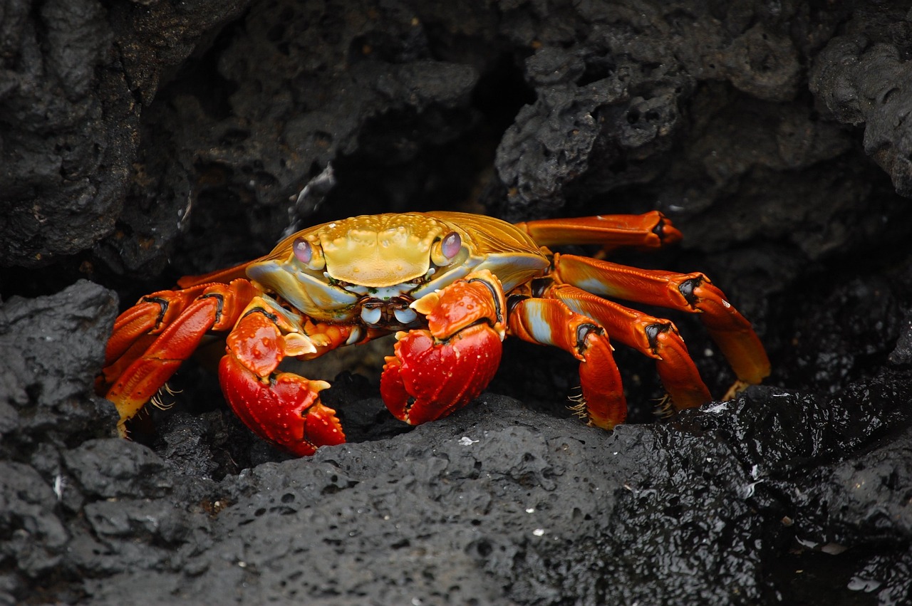 crab, animal, wildlife, sally lightfoot crab, red rock crab, grapsus grapsus, crustacean, fauna, wilderness, nature, crab, crab, crab, crab, crab
