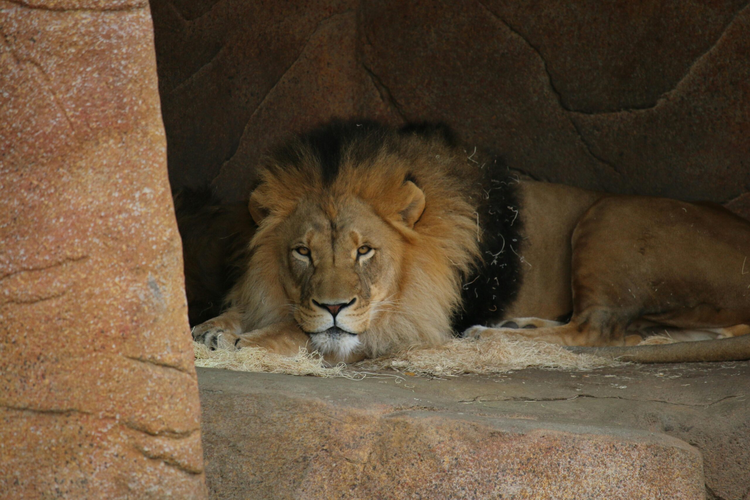 Close-up of a majestic lion lying in its rocky enclosure, showcasing its regal presence.