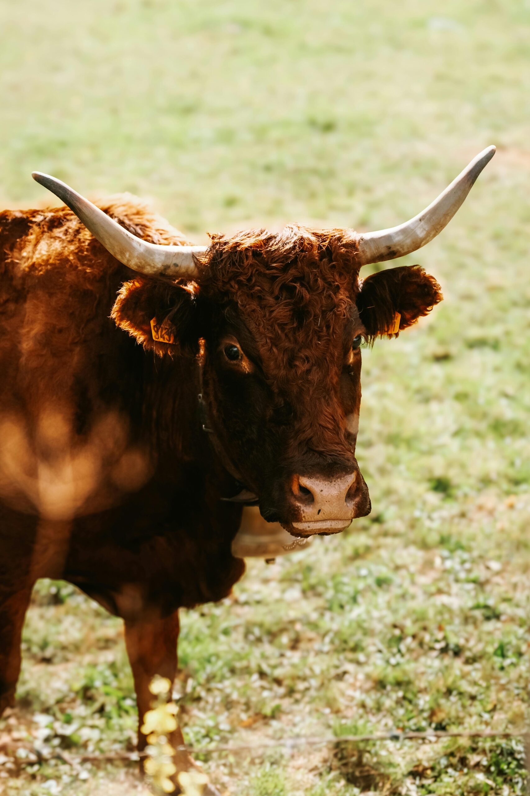 Close-up view of a brown cow with horns standing in a grassy field on a sunny day.