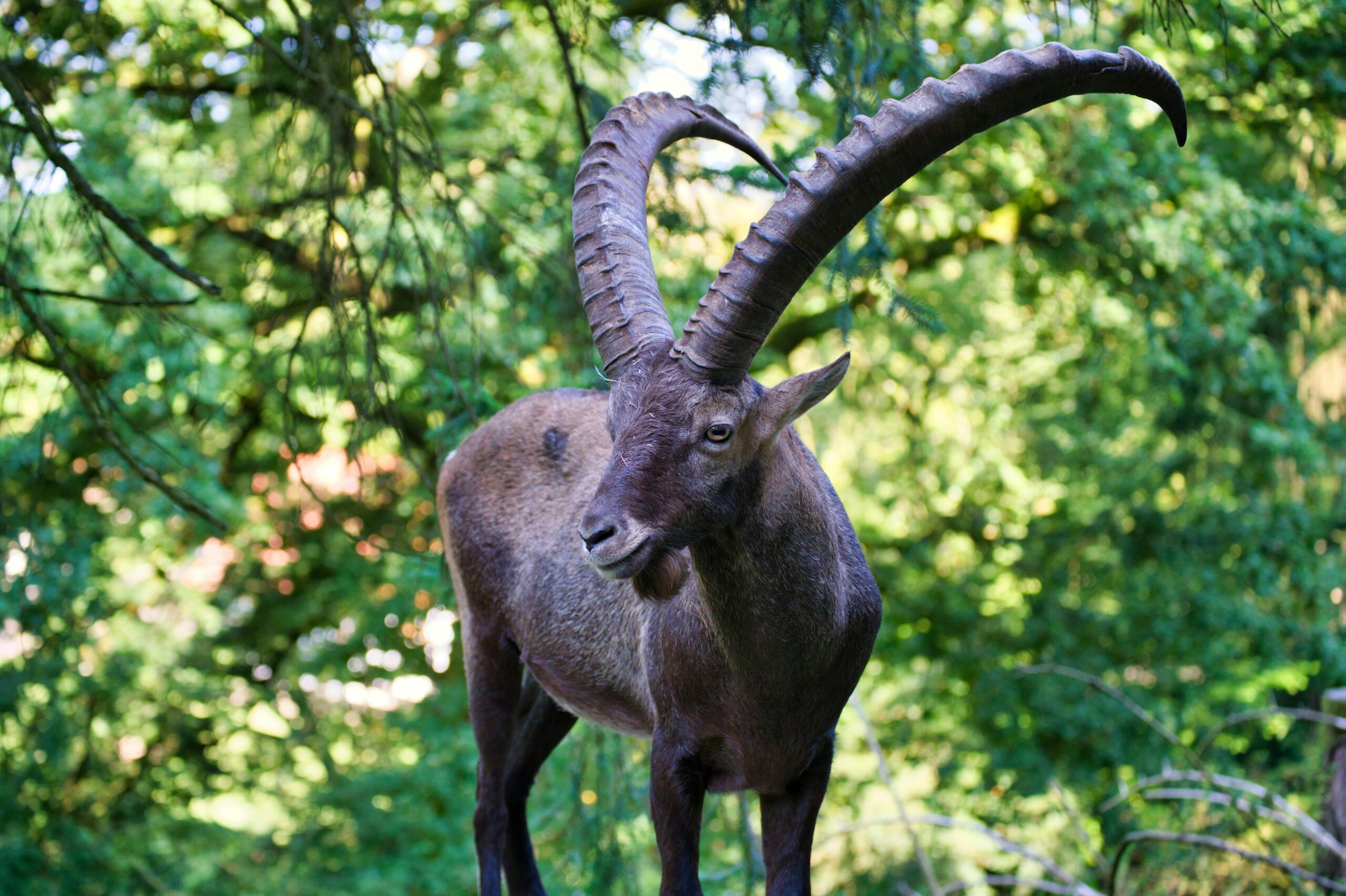 Close-up of an Alpine Ibex standing in a lush green forest in summer.